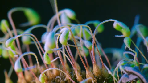 Moss in forest Video stock 37367877