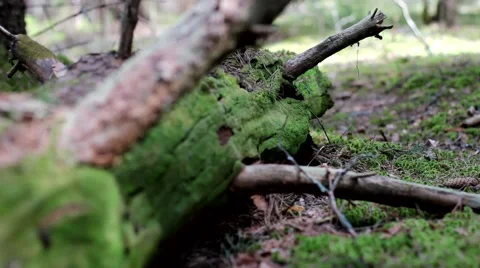 Moss in the forest Video stock 64053790