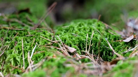 Moss in the forest Video stock 64053798