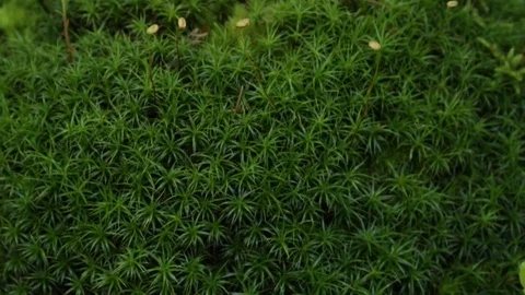 Moss in the forest Video stock 79800866