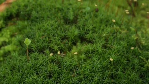 Moss in the forest Video stock 79800884