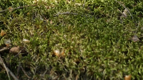 Moss in the forest 库存影片 90783327