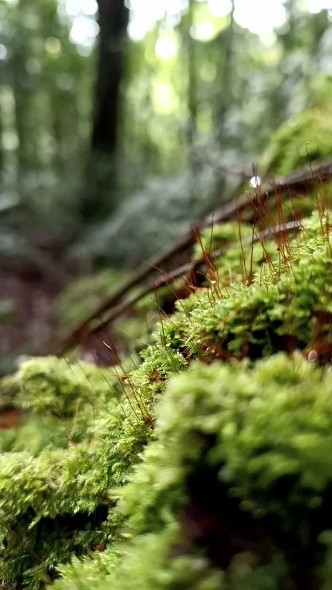 Moss in the forest Stock Footage 245909407