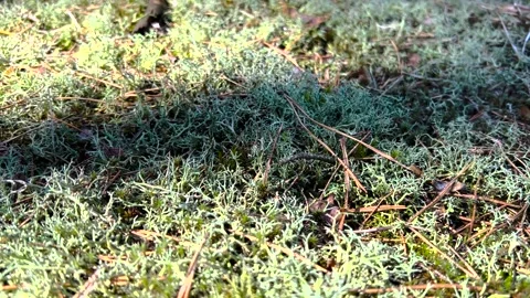 Moss in the forest. Forest moss close-up. Moss in the forest close-up Stock Footage 278867710