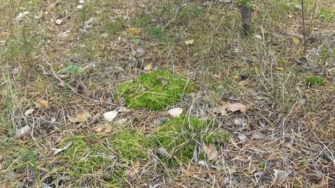 Moss on the forest glade Video stock 118804329