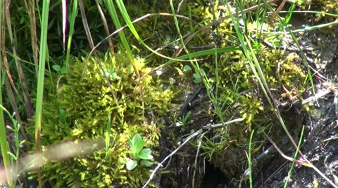 Moss in the forest, green roofs, alpine plants, vegetation, horticultural Vídeos de archivo 30351441