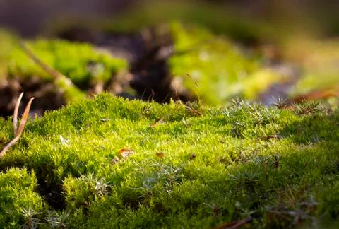 Moss on the forest ground macro close up background Stock Photos