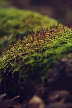 Moss on the forest ground Stock Photos