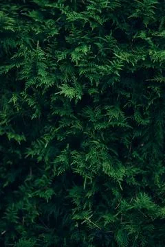 Moss on forest ground Stock Photos
