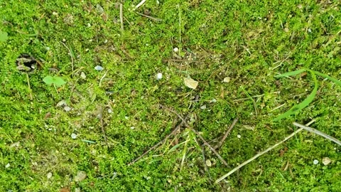 Moss on the forest ground, shadows and sunlight on teeth Stock Footage 145712292