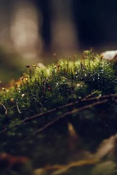 Moss on the forest ground with sunlight Stock Photos
