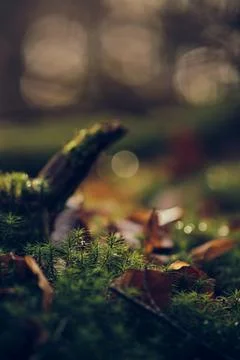 Moss on the forest ground with sunlight Stock Photos
