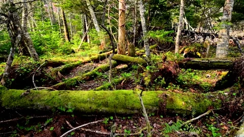 Moss Forest of Onknuma 스톡 동영상 332369252