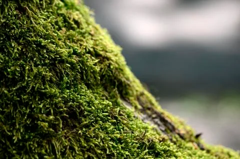 Moss in the forest Stock Photos