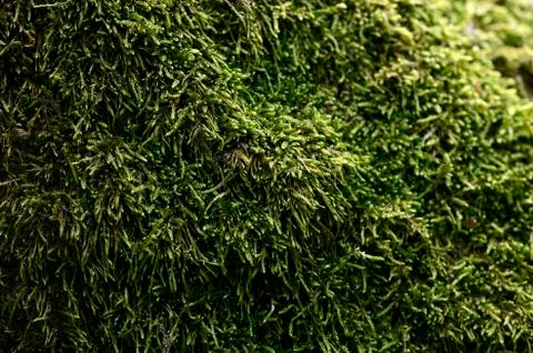 Moss in the forest 库存照片