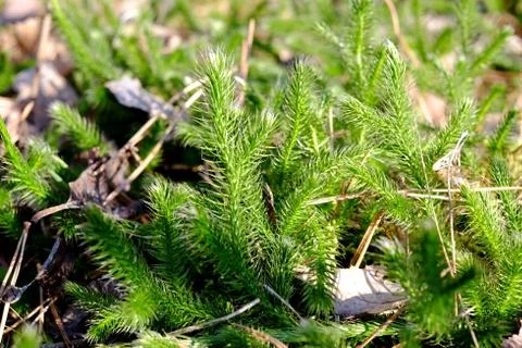 Moss in the forest Stock Photos