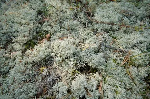 Moss at forest Stock Photos