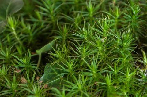 Moss in the forest Stock Photos
