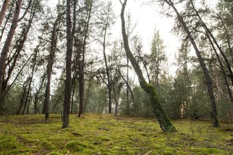 Moss in a forest Stock Photos