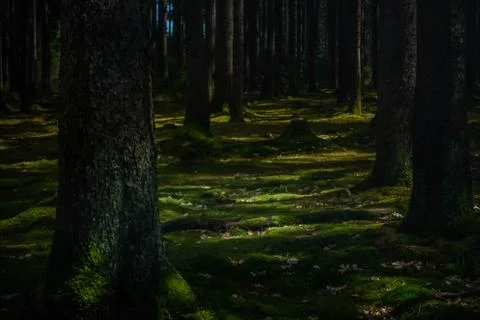 Moss Forest Foto stock