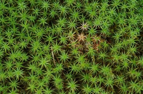 Moss in a forest Stock Photos