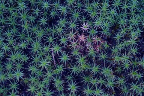 Moss in a forest Stock Photos