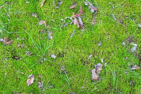 Moss in the forest Stock Photos