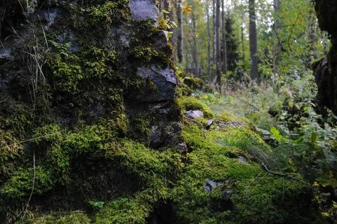 Moss in the forest Stock Photos
