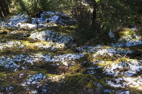 Moss in the forest. Stock Photos