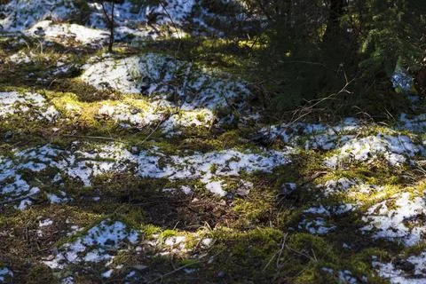 Moss in the forest. Stock Photos