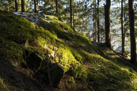Moss in the forest. Stock Photos