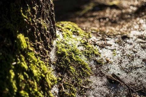 Moss in the forest. Stock Photos