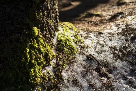Moss in the forest. Stock Photos