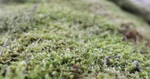 Moss on a forest rock Видео 120691923