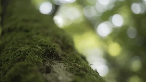 Moss on Forest Tree 库存影片 86292122