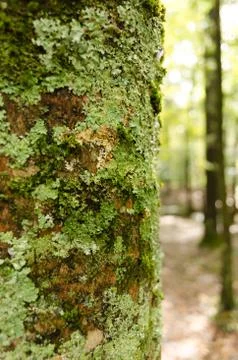 Moss on forest tree Stock Photos
