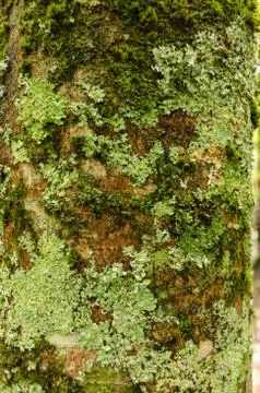 Moss on forest tree Stock Photos