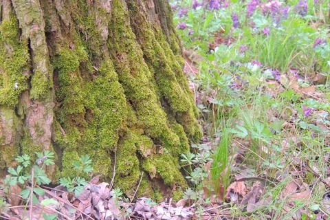 Moss in the forest under the tree Stock Photos