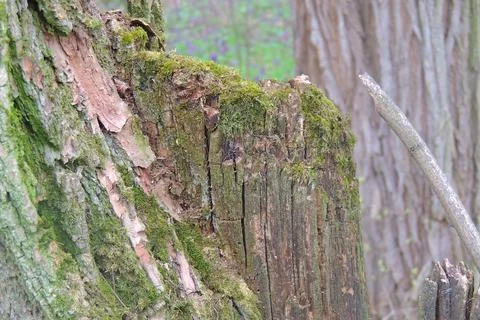 Moss in the forest under the tree Foto stock