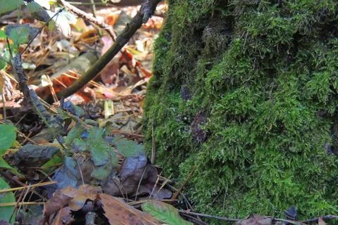 Moss in the forest under the tree Stock Photos