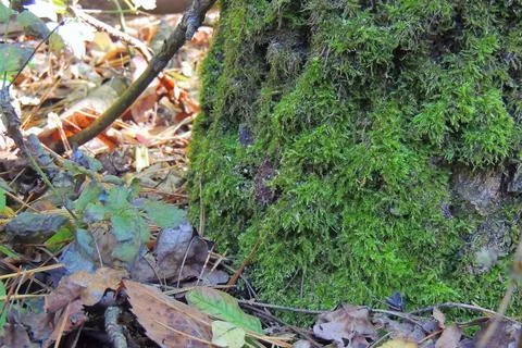 Moss in the forest under the tree Stock-Fotos