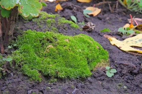 Moss in the forest under the tree Foto stock