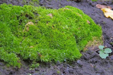 Moss in the forest under the tree Stock Photos