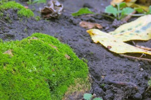 Moss in the forest under the tree Stock Photos