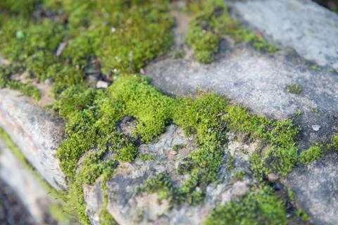 Moss formation Stock Photos