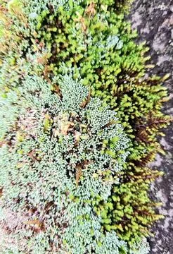 Moss formed on a concrete surface, with different shades of green Stock Photos