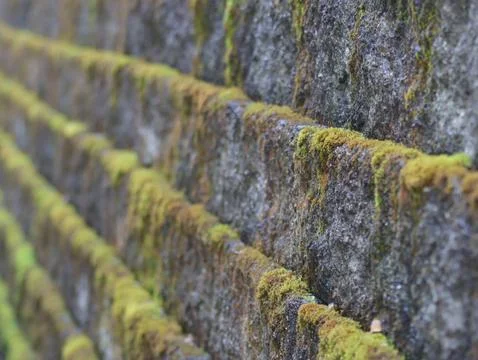 Moss found on Bricks of a retaining wall Stock Photos