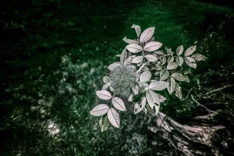 Moss gall Stock Photos