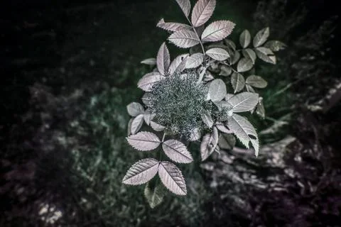 Moss gall Stock Photos