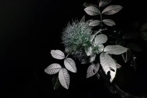 Moss gall Stock Photos